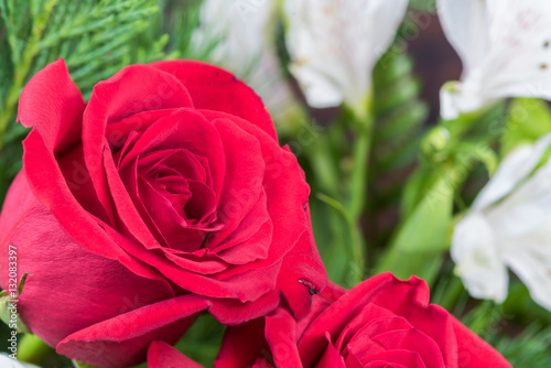 Red rose with greenery background