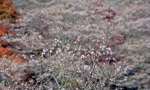 Shikizakura at Obara  Nagoya  Japan