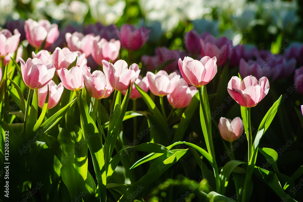 amazing beautiful tulips in garden. tulip is looking soft and colorful.