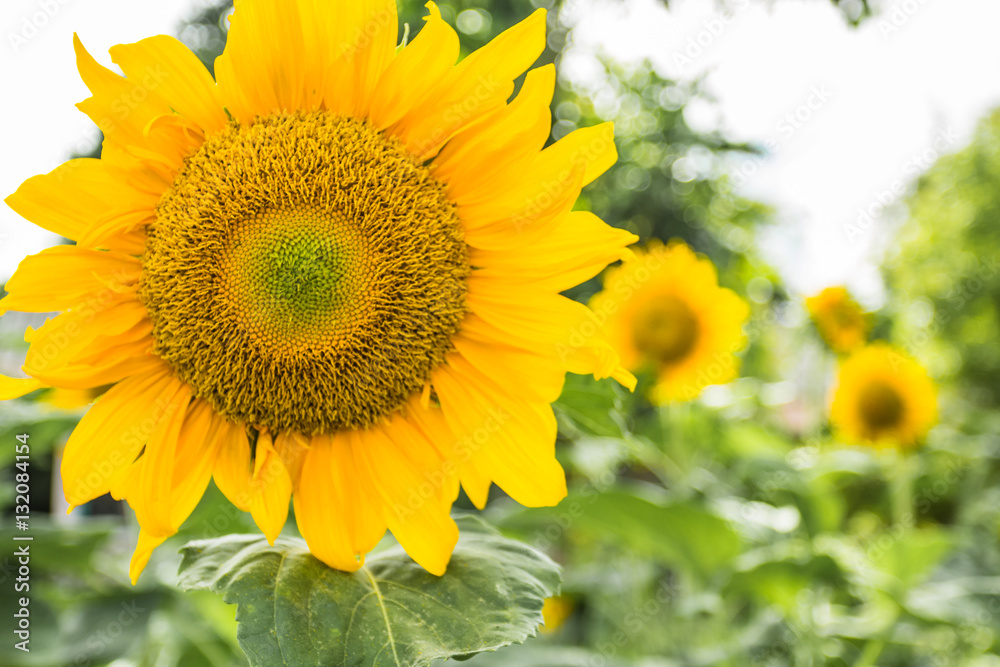 sunflower