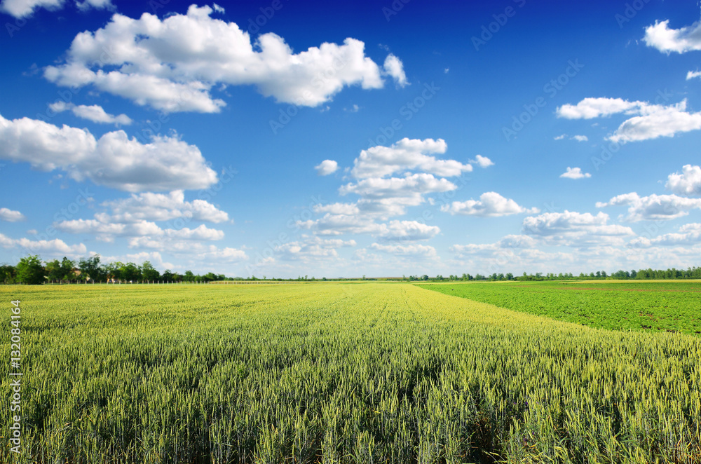 Fototapeta premium green wheat field