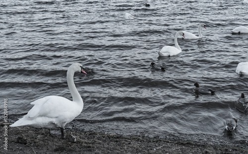 Fototapeta Naklejka Na Ścianę i Meble -  白鳥と湖
