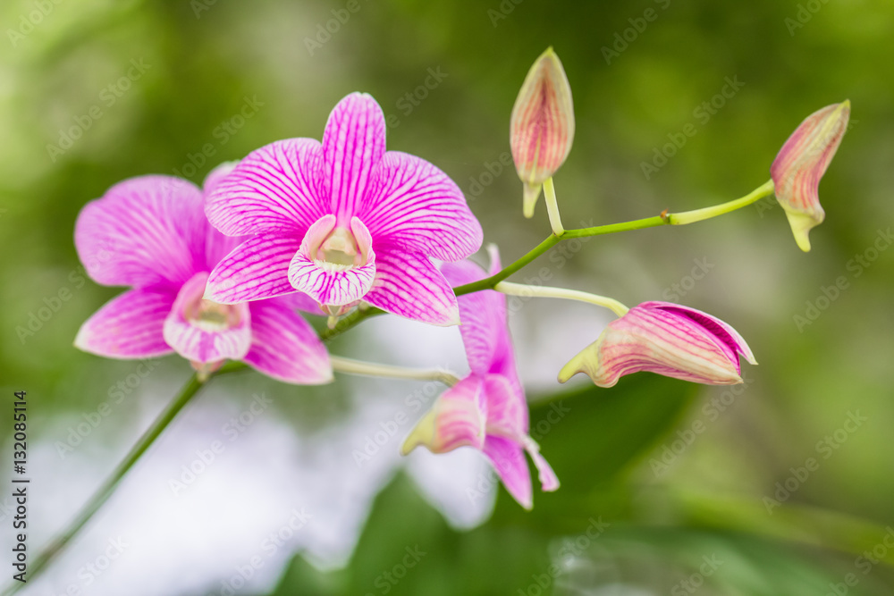 Fototapeta premium Orchid