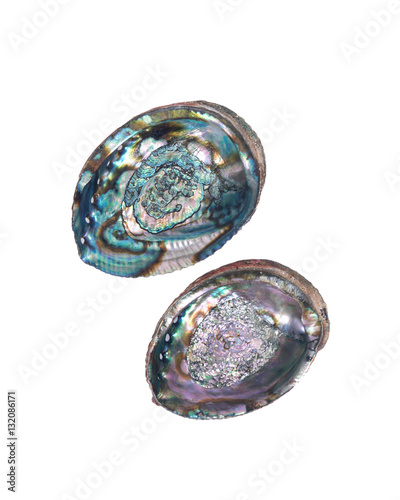 Bright polished rainbow abalone shell isolated on white background