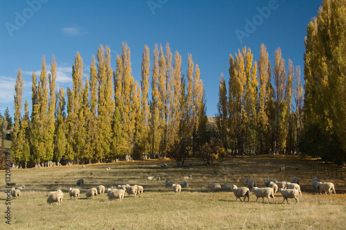 Sheep in Padock New Zealand photo