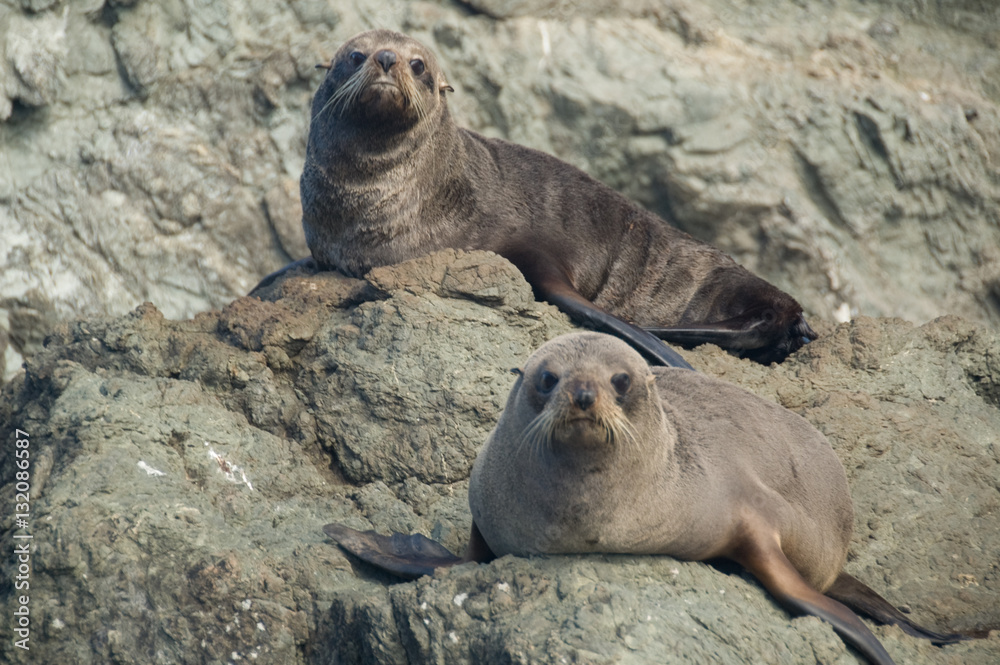 Fototapeta premium Seals in New Zealand sitting on rocks
