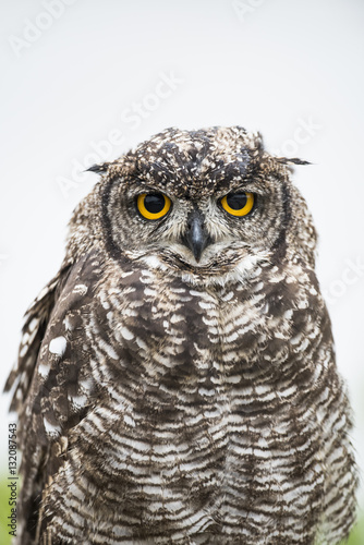 Spotted eagle owl, Stillbay, Western Cape, South Africa