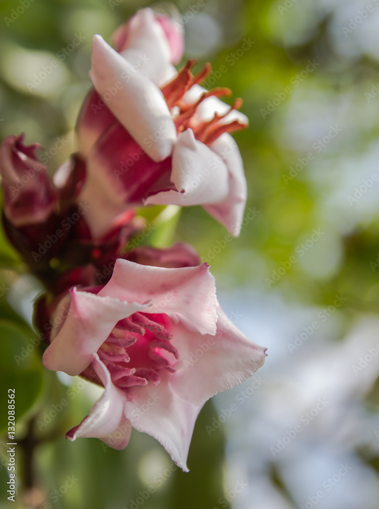 Obraz premium Spider tresses flower,closeup shot.
