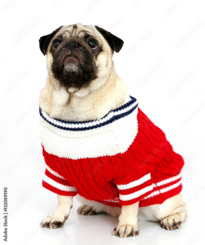 Pug dog isolated on white background, isolated