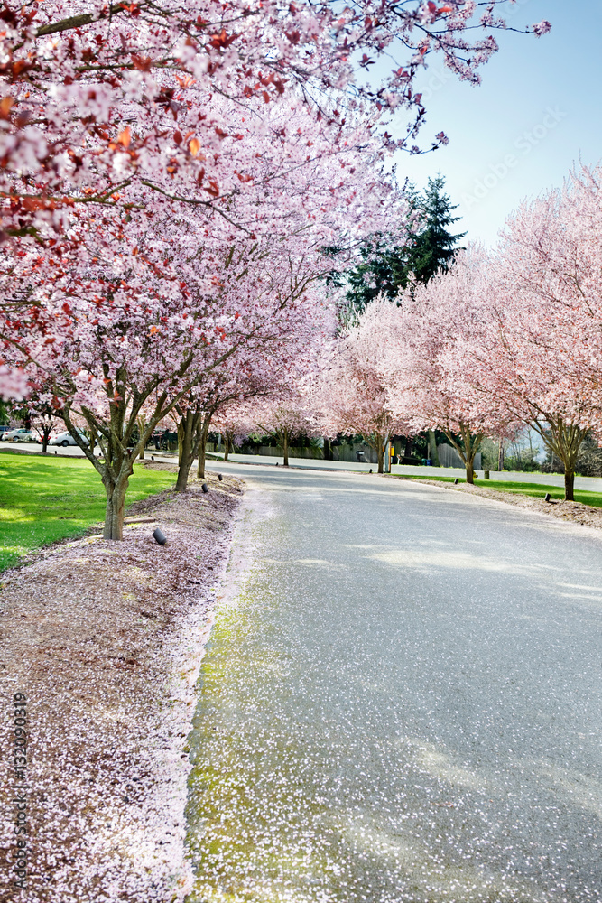 Warm breezes blow petals from the flowering trees Warm breezes blow petals from the flowering trees