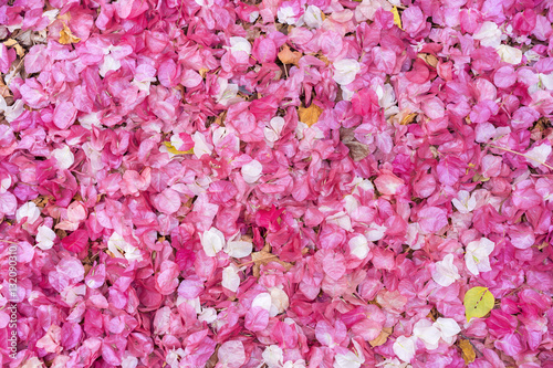 pink yarrow, Paper flower © ojoel