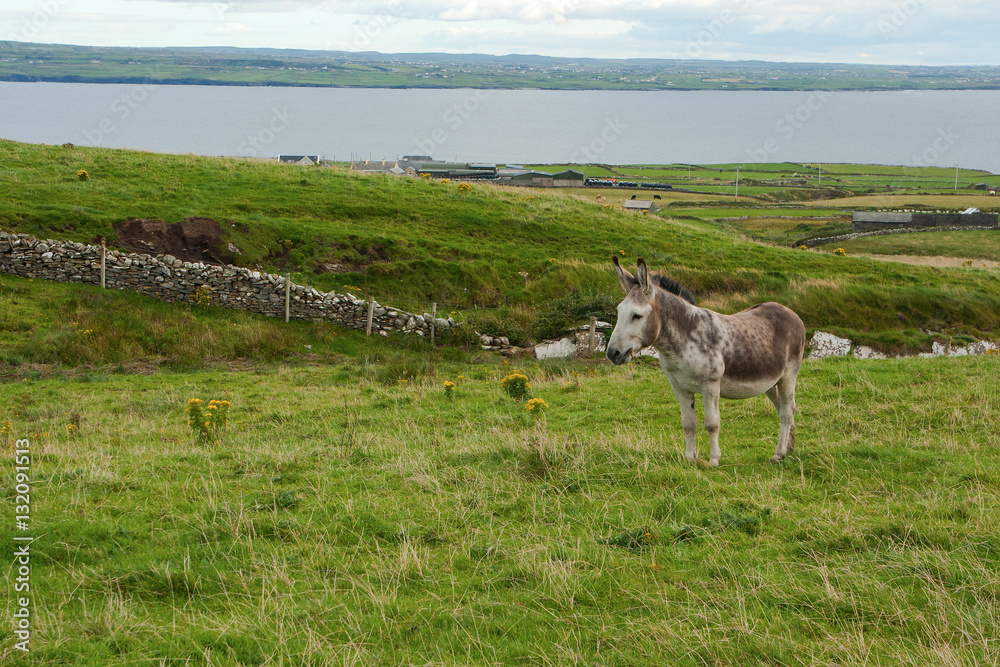 Sad looking donkey in a field in Ireland. Typically these animals would  carry abasket on each flank that would be used for bring cut peat fuel  blocks from the bog Stock Photo |