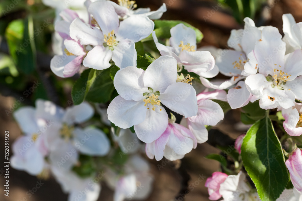 Spring blooming on apple tree branches
