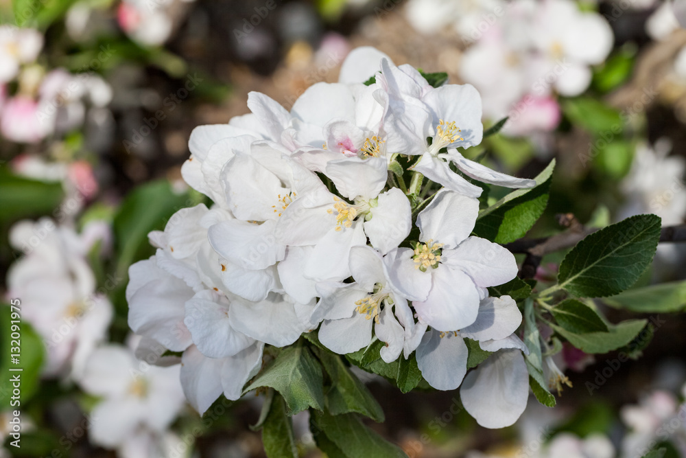 Spring blooming on apple tree branches
