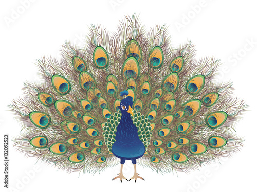 Cartoon Peacock Portrait