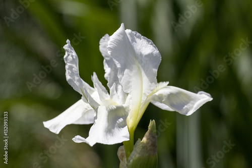Fototapeta Naklejka Na Ścianę i Meble -  White flower of Iris sibirica in the garden, close up