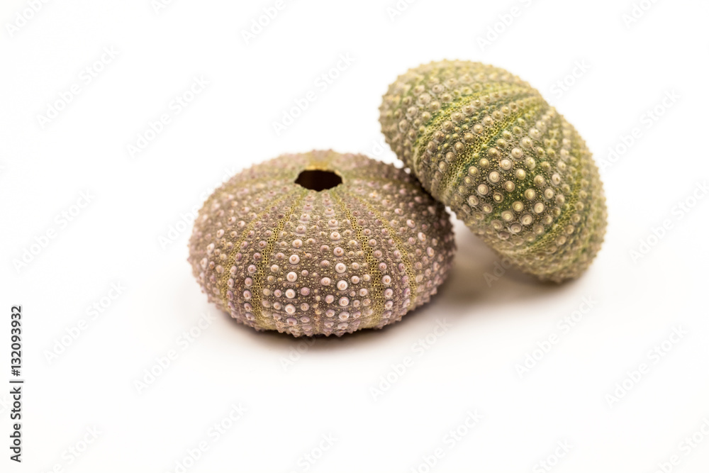 Green sea urchin shell with details
Green sea urchin shell with details