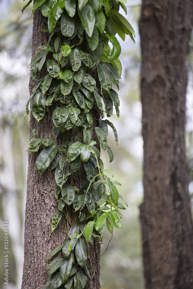 Obraz premium Vine on tree trunk