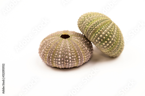 Green sea urchin shell with details 