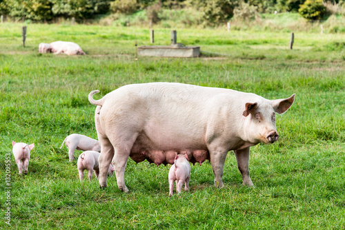 Schwein mit Ferkel frei laufend auf der Weide