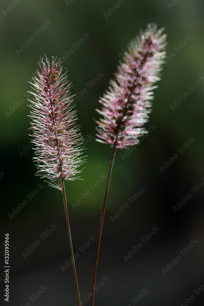 Obraz premium Abstract wild plant background 