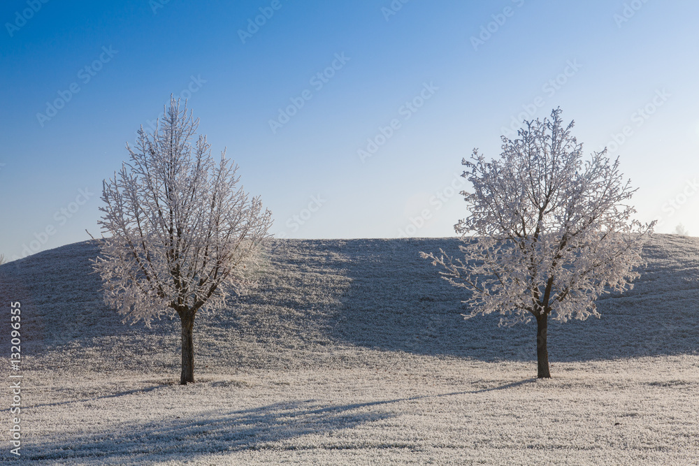 Snow and hearfrost covered trees in the frosty morning. Snow and hearfrost covered trees in the frosty morning.