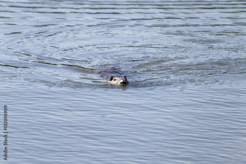Coypu / The naturalized species that Coypu is not originally distributed over Japan Coypu / The naturalized species that Coypu is not originally distributed over Japan