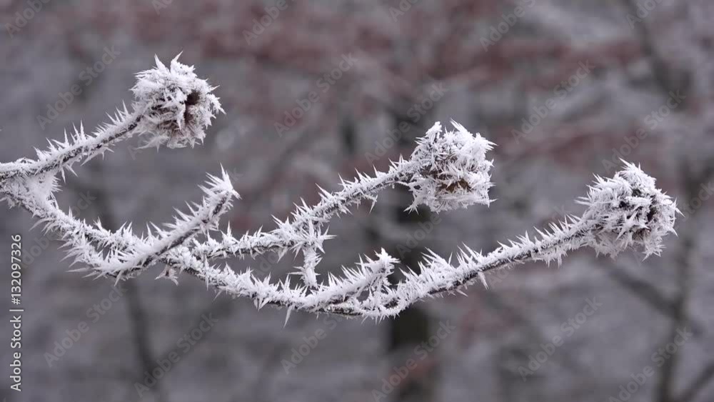 Bucheckern mit Raureif, Eiskristalle, Winter im Wald Bucheckern mit Raureif, Eiskristalle, Winter im Wald