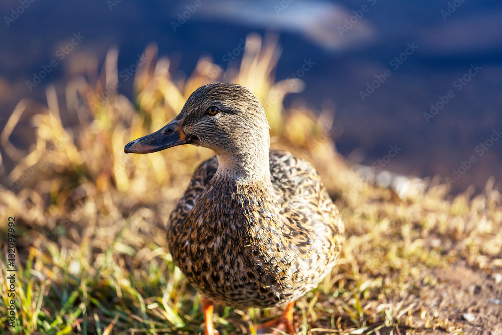 Duck Duck