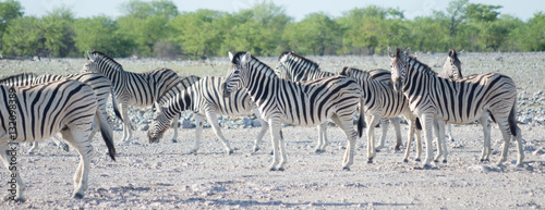 zebras in Africa