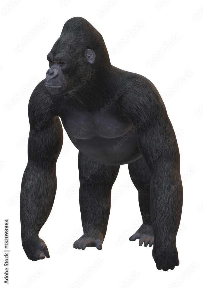 3D Rendering Gorilla on White