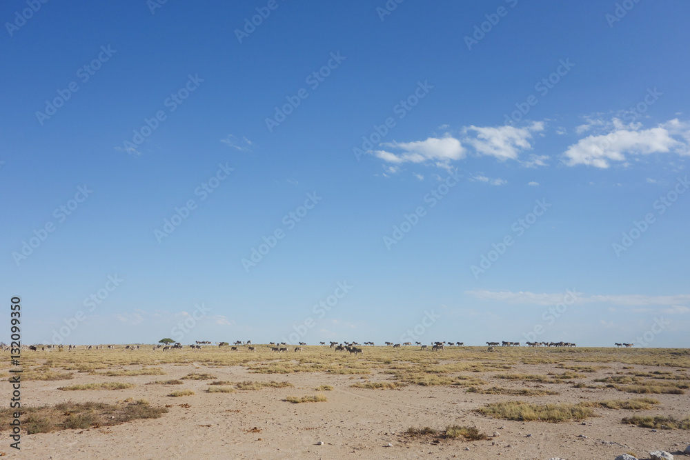 Etosha landscape