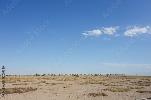 Etosha landscape