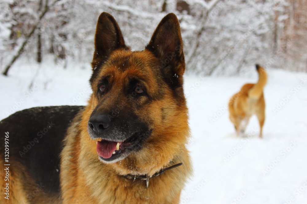 Portrait of East-European Shepherd in the snow wood with another dog behind Portrait of East-European Shepherd in the snow wood with another dog behind
