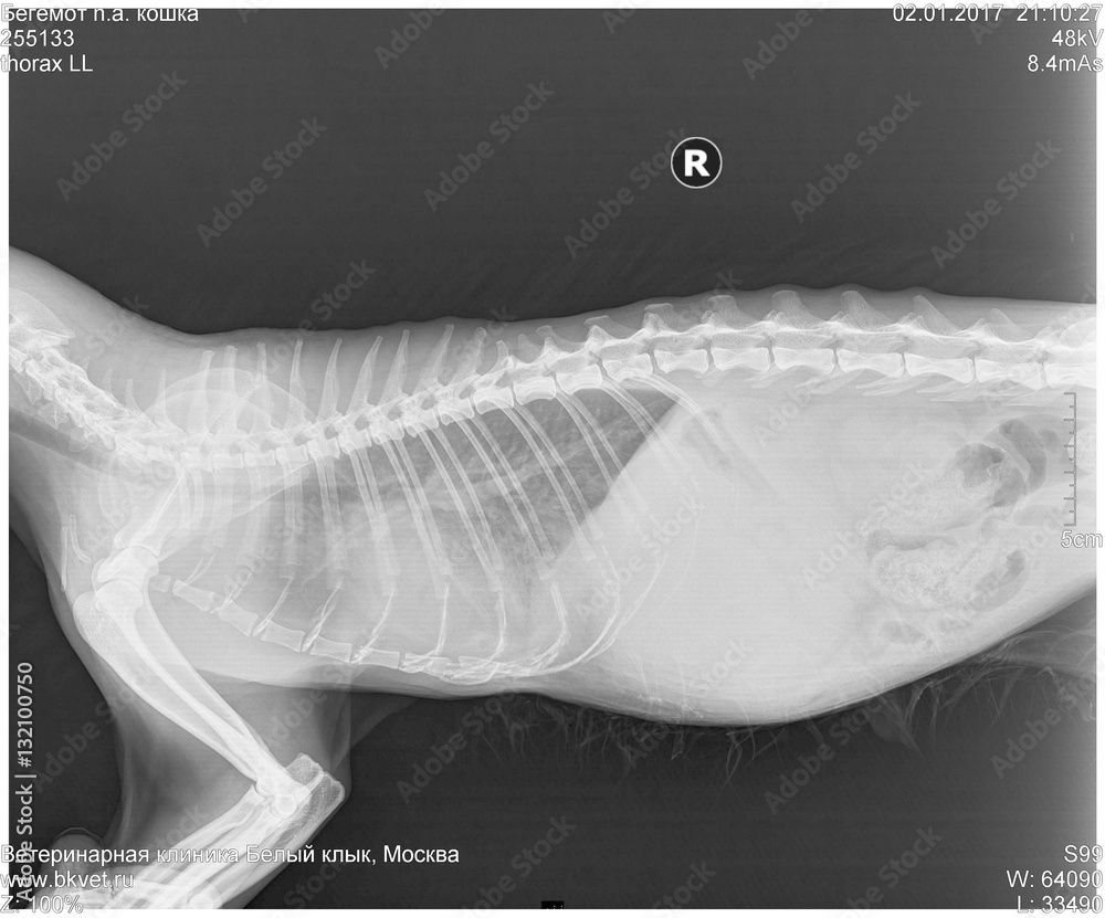 X-ray of the spine of the cat Stock Photo | Adobe Stock