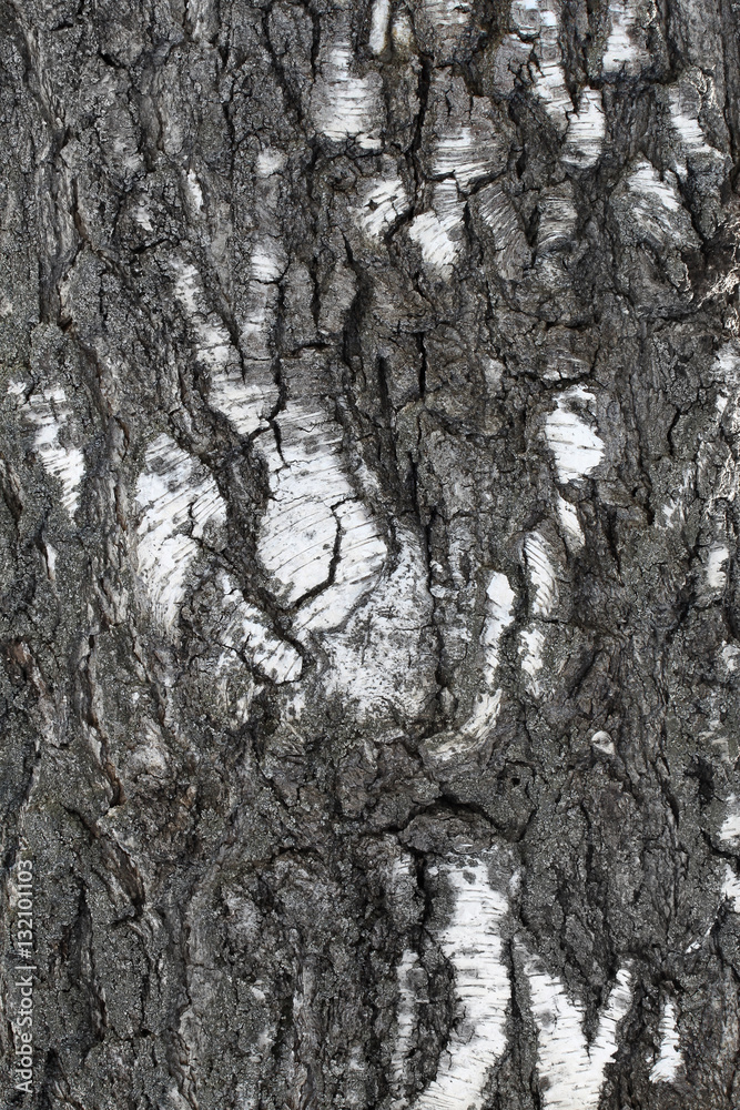 Trunk of old birch