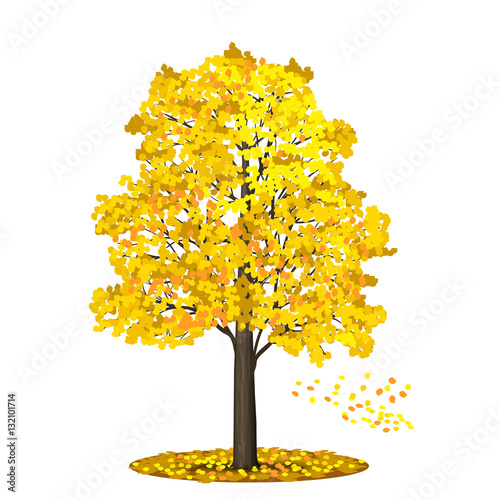 detached tree linden with red and yellow leaves on a white backg