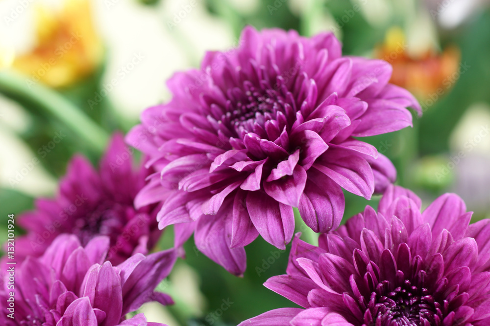 chrysanthemum flower chrysanthemum flower