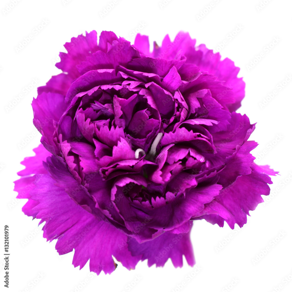 Carnations on white Carnations on white