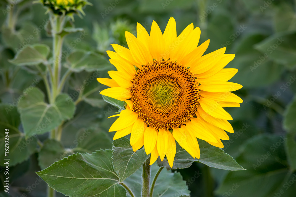 Obraz premium Sunflower
