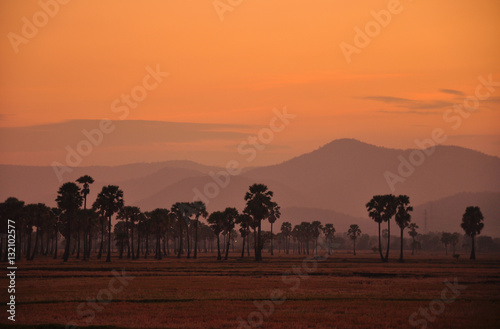 Twilight scene of paddy field and palm