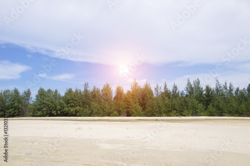 Sand pines and cloudy skies.