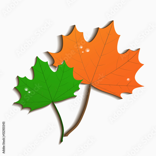 Maple leaf.