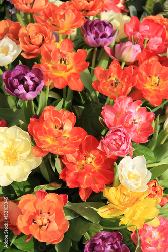 Multicolored tulip bouquet