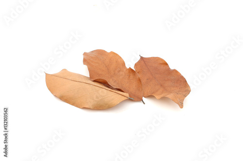 Dry leaves on isolated white