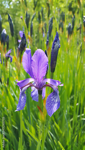 Fototapeta Naklejka Na Ścianę i Meble -  Flower of iris