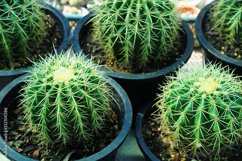 Cactus plant qrowing in flowerpot photo