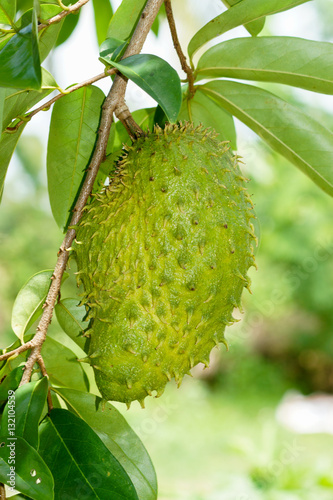 Soursop, Prickly Custard Apple.