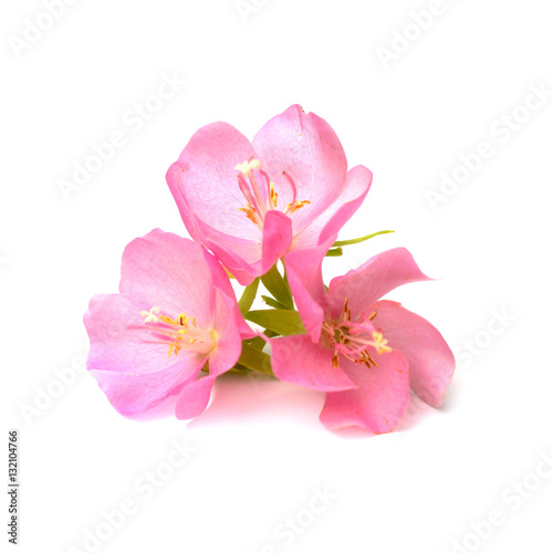 Pink Dombeya flower. © noppharat