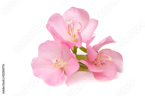 Pink Dombeya flower.